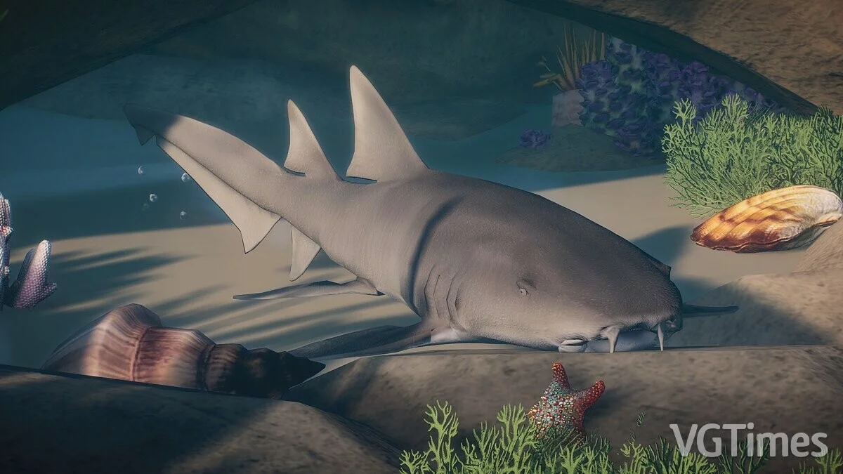 Planet Zoo — Рыжая акула-няня — новые виды