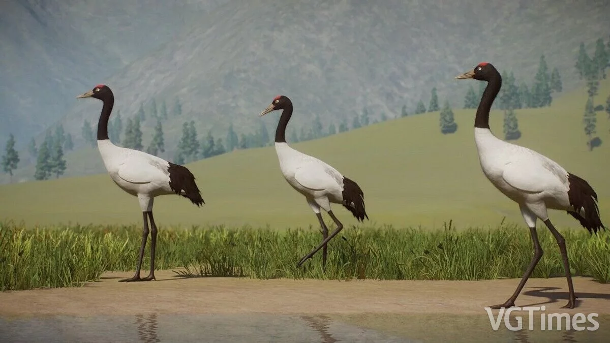 Planet Zoo — Черношейный журавль - новые виды