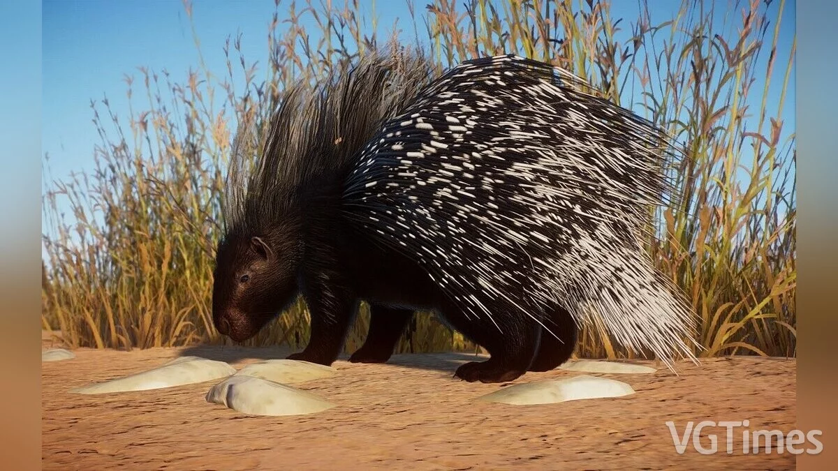 Planet Zoo — Южноафриканский дикобраз - новый вид