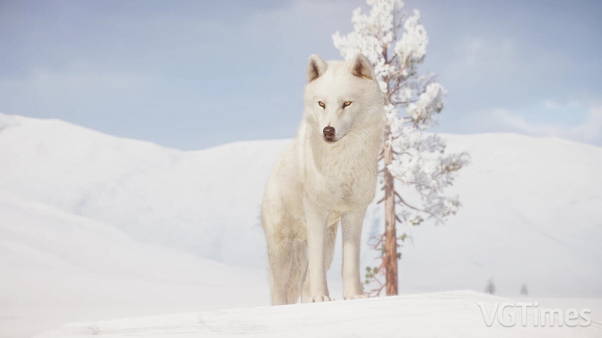 Planet Zoo — Ремастер арктического волка