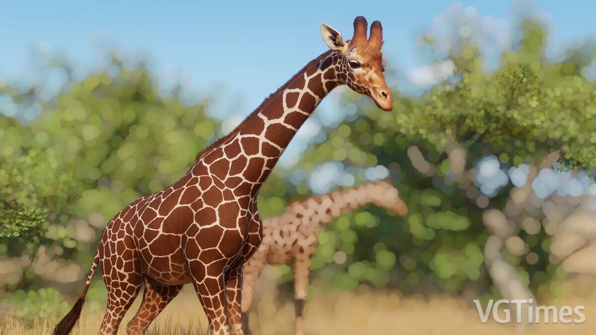 Planet Zoo — Ремастер жирафа