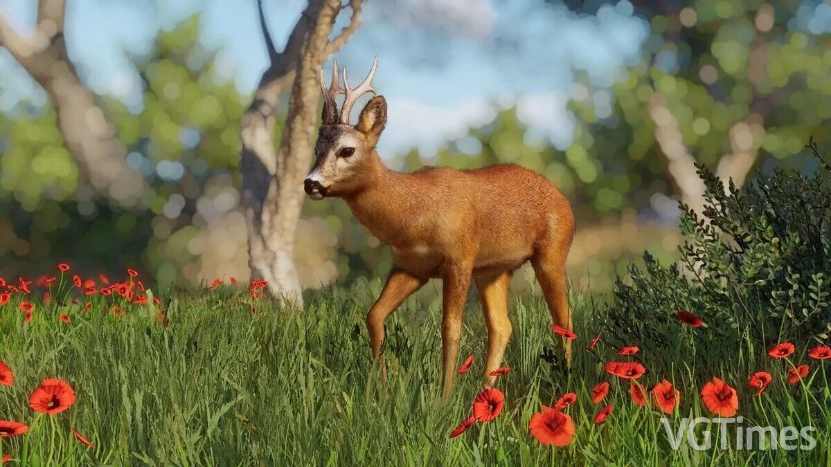 Planet Zoo — Андалузская косуля - новый вид