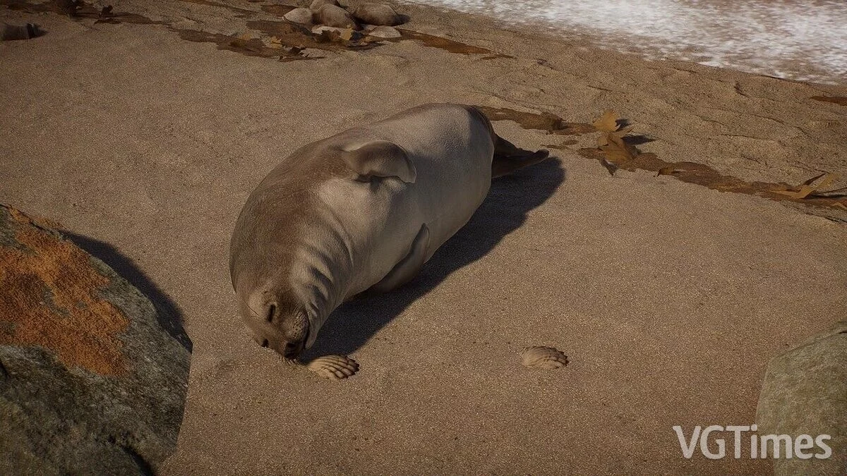 Planet Zoo — Южный морской слон — новые виды