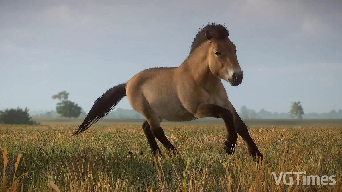 Planet Zoo — Варианты дикой лошади Пржевальского