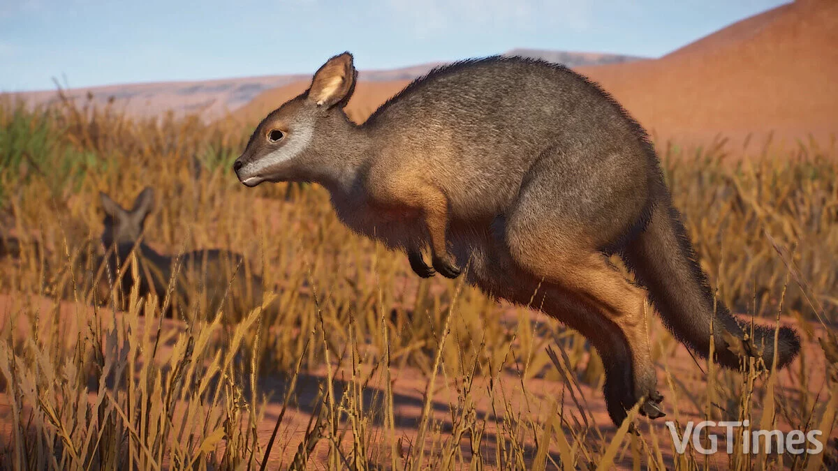 Planet Zoo — Таммар валлаби — новые виды