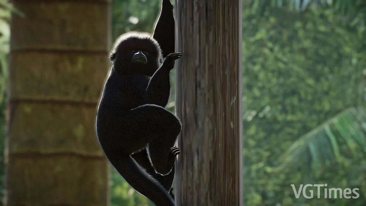 Planet Zoo — Мартышка Гоэльди — новые виды