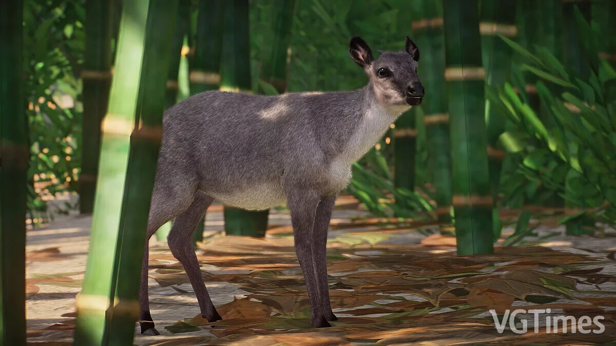 Planet Zoo — Синий Дукер — новые виды