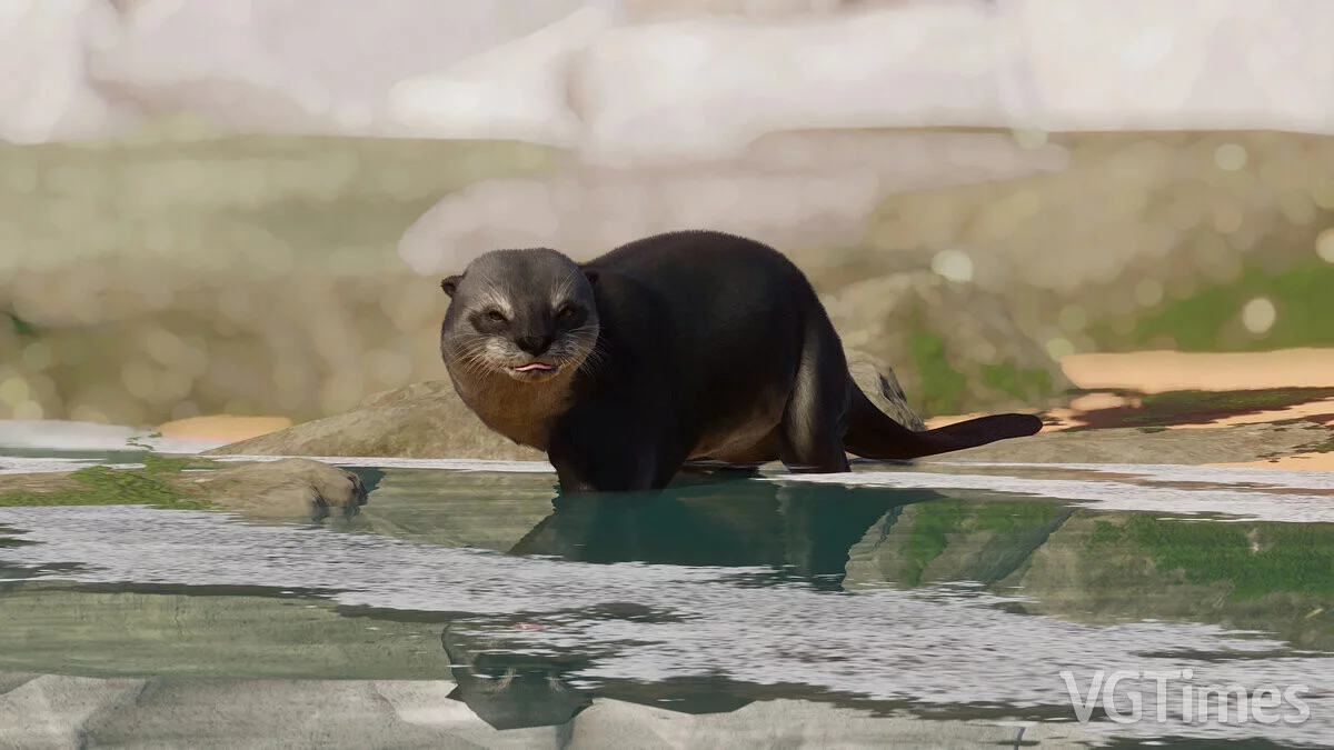 Planet Zoo — Сардинская гигантская выдра – новый вымерший вид