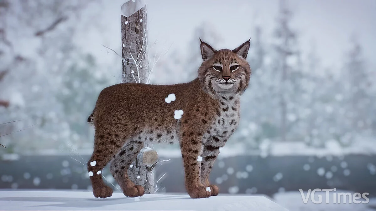 Planet Zoo — Рысь - новый вид