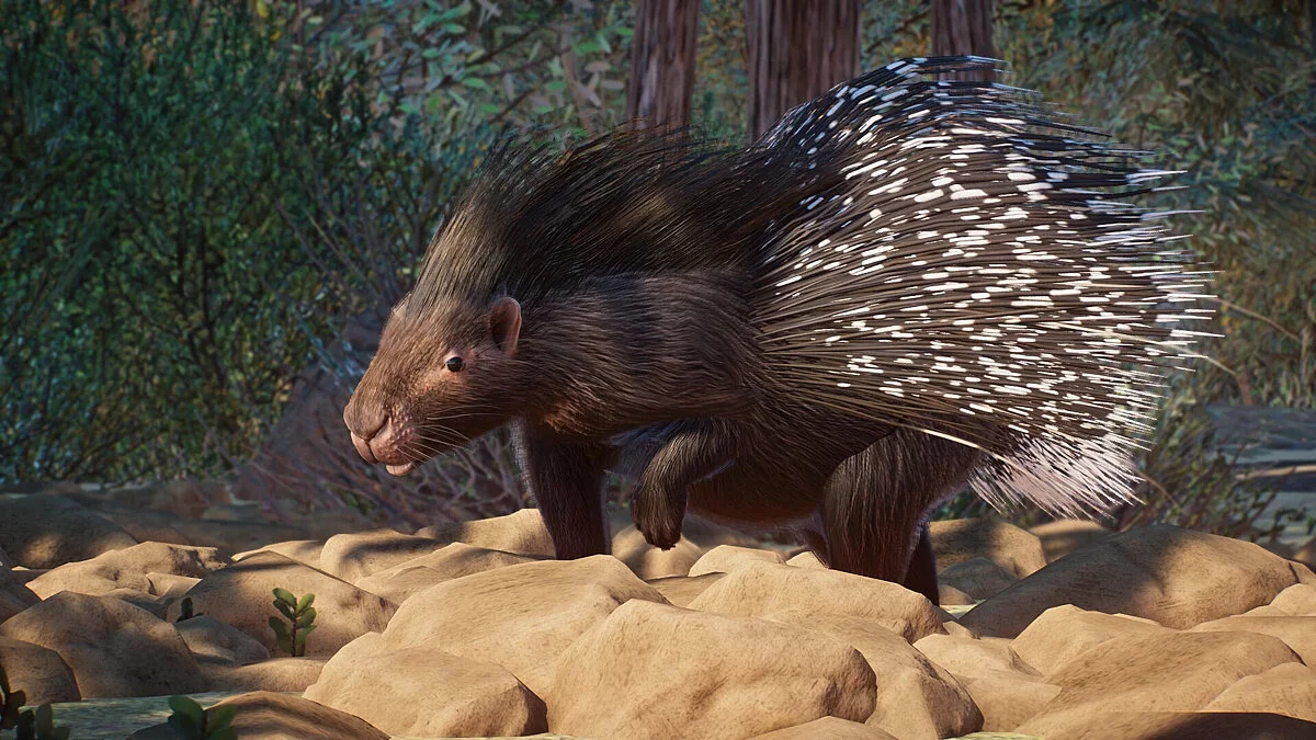 Planet Zoo — Индийский хохлатый дикобраз - новый вид