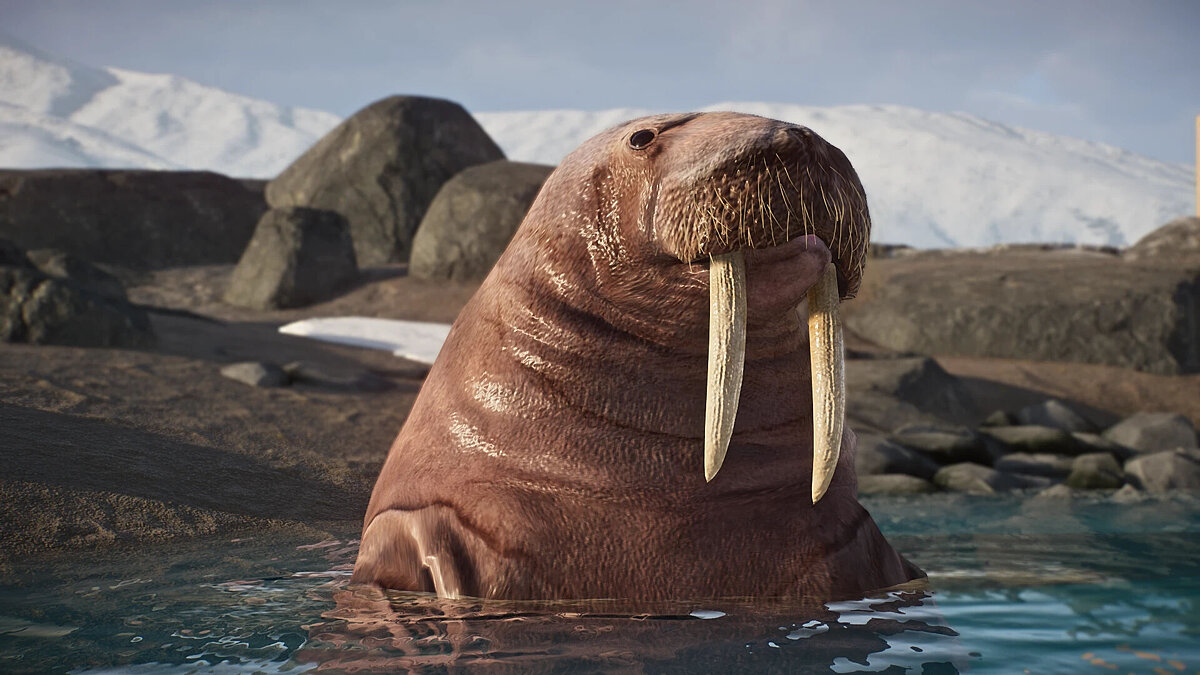 Planet Zoo — Тихоокеанский морж - новый вид