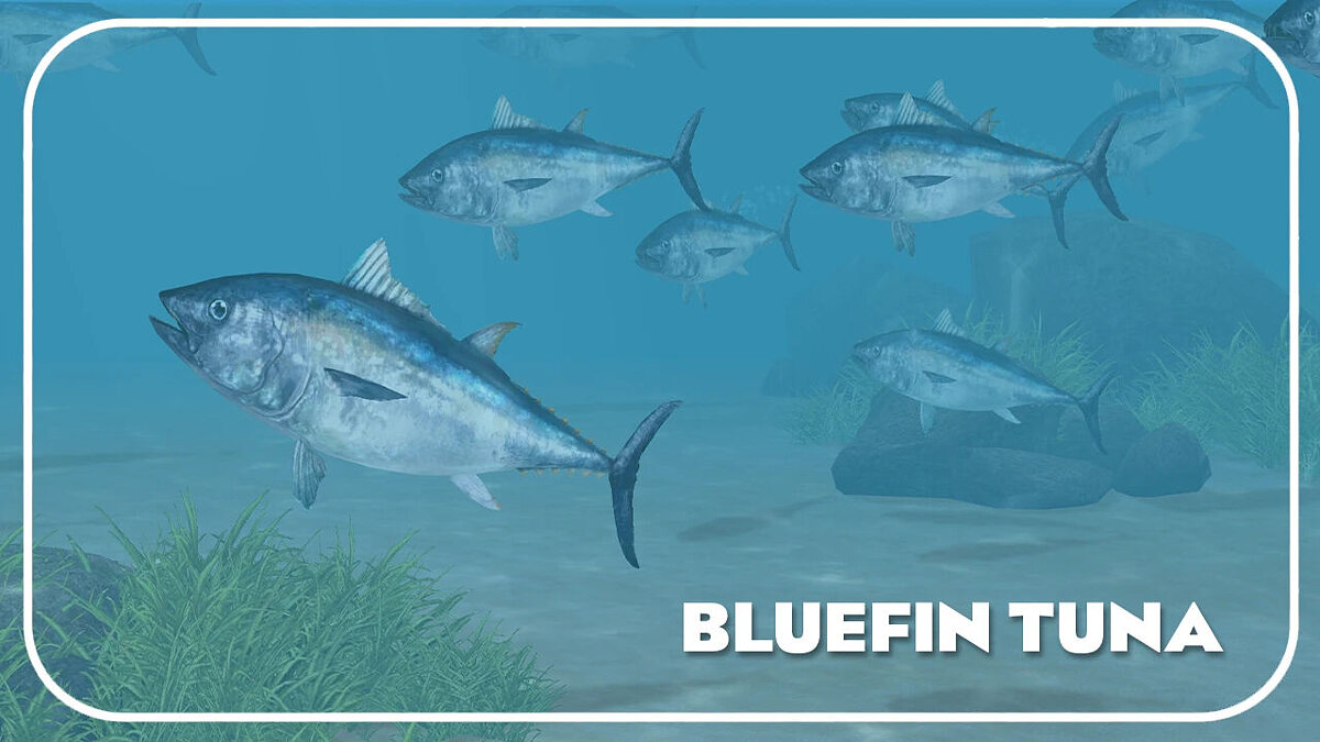 Zoo Tycoon 2 — Атлантический голубой тунец (новый вид)