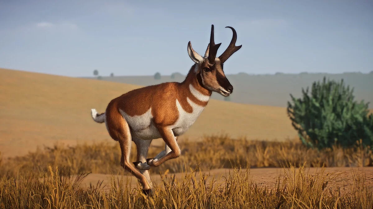 Planet Zoo — Ремастер антилопы Пронгхорн