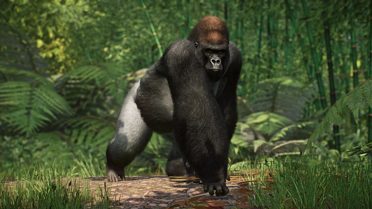Planet Zoo — Ремастер западной низинной гориллы