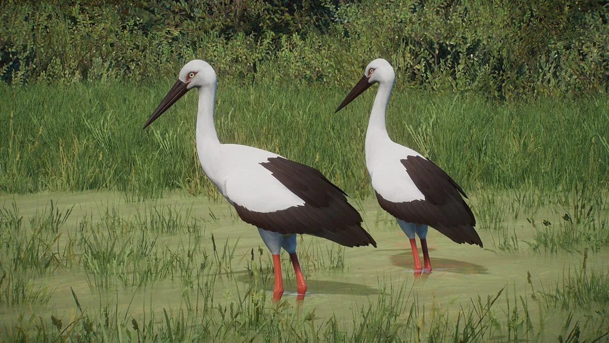 Planet Zoo — Восточный аист - новый вид