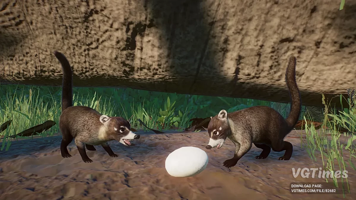 Planet Zoo — Белоносый коати — новый вид (1.19)