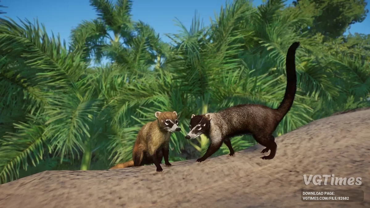 Planet Zoo — Белоносый коати — новый вид (1.19)