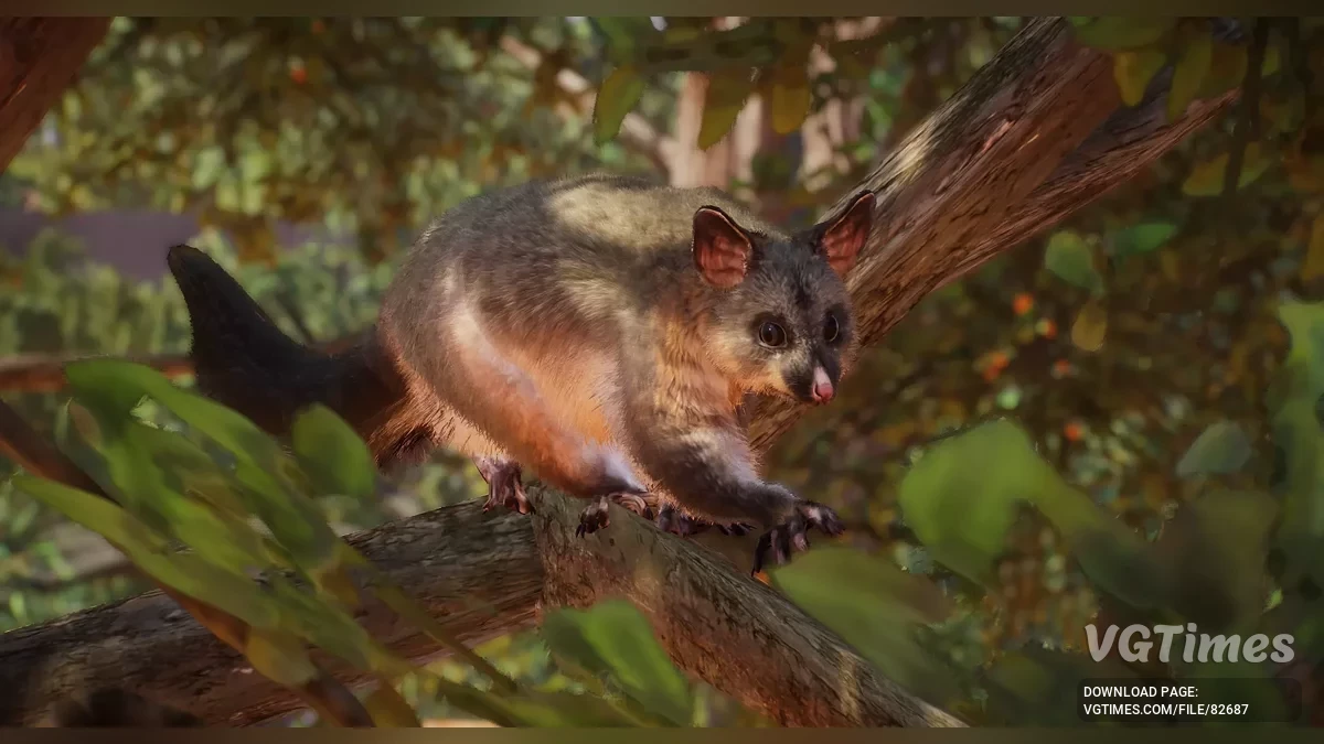 Planet Zoo — Обыкновенный щеткохвостый поссум (кузу) — новый вид