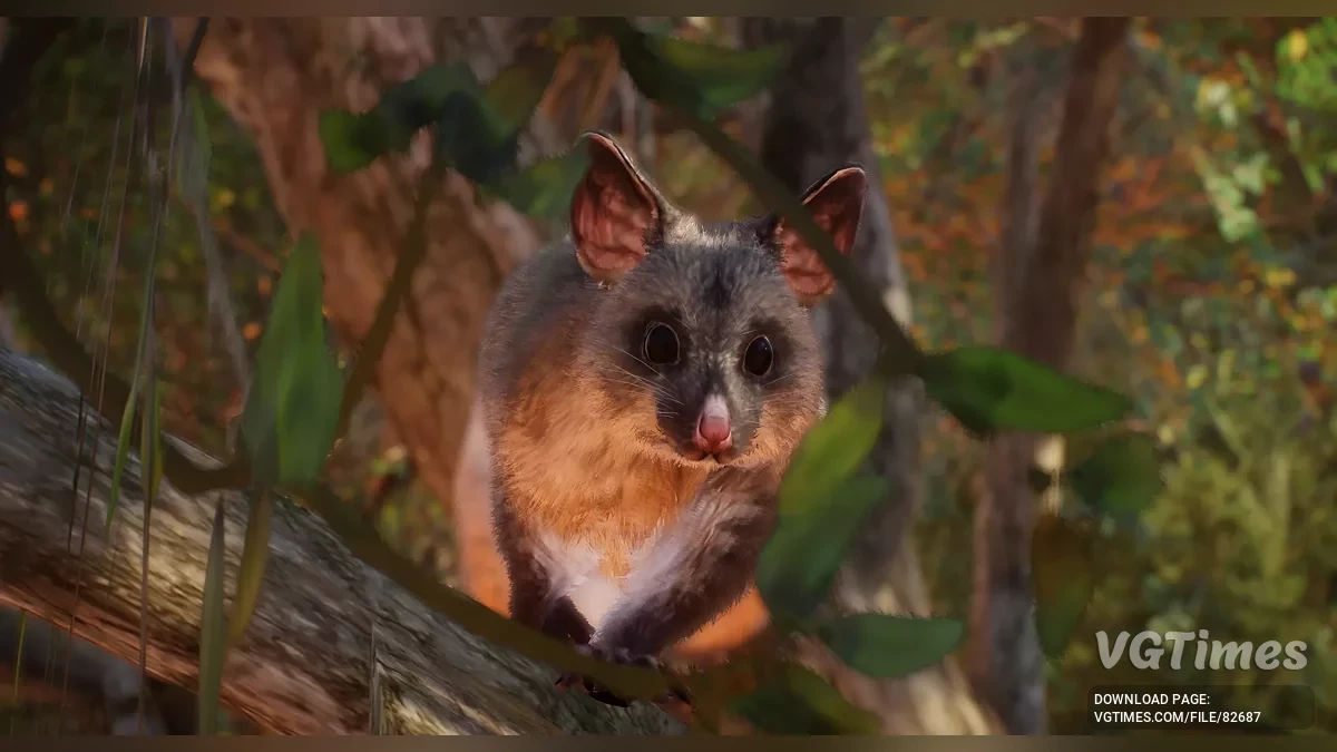 Planet Zoo — Обыкновенный щеткохвостый поссум (кузу) — новый вид