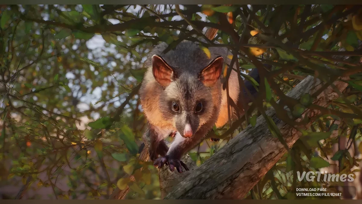 Planet Zoo — Обыкновенный щеткохвостый поссум (кузу) — новый вид