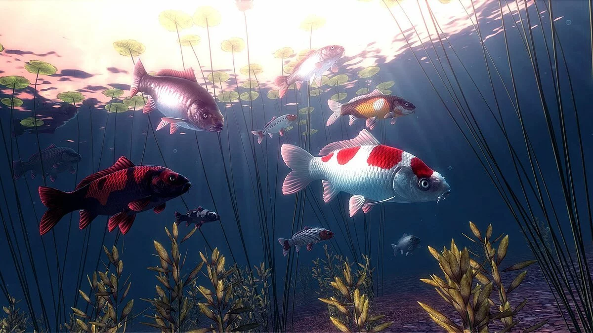 Скриншоты из My Koi