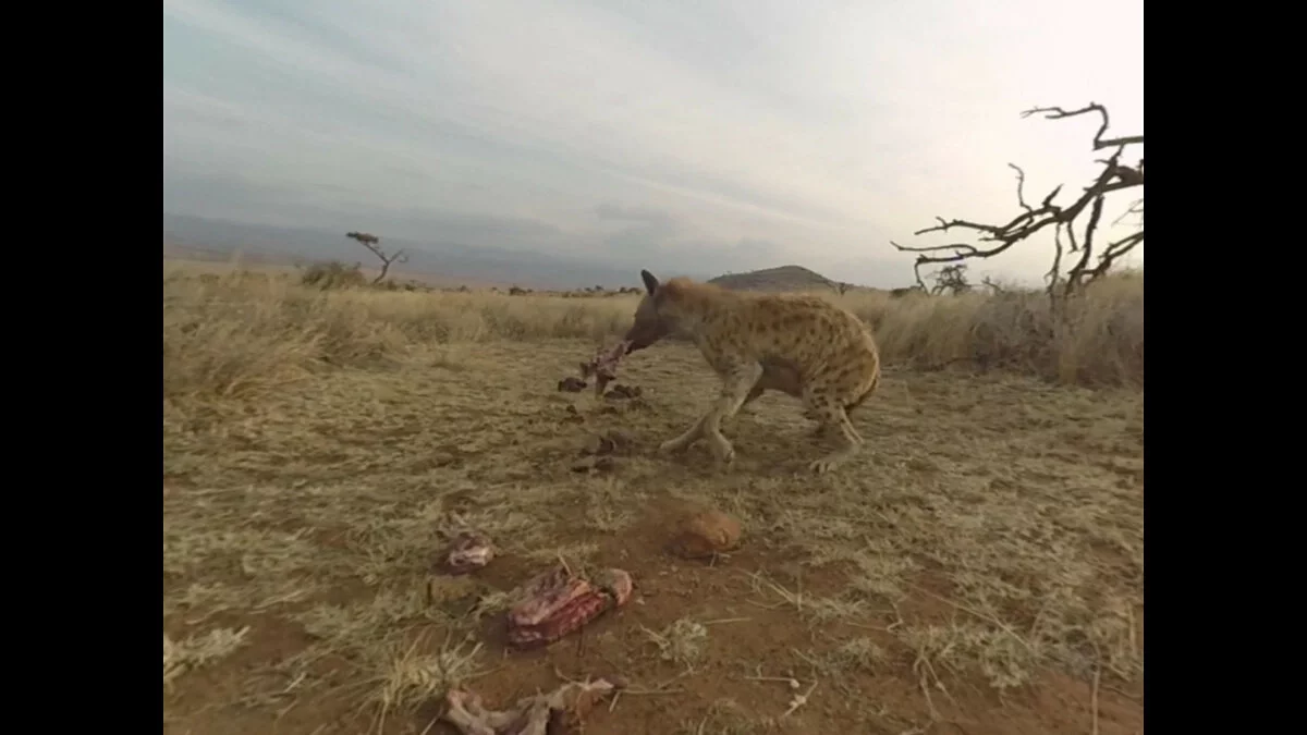 Скриншоты из Virry VR: Feel the Wild