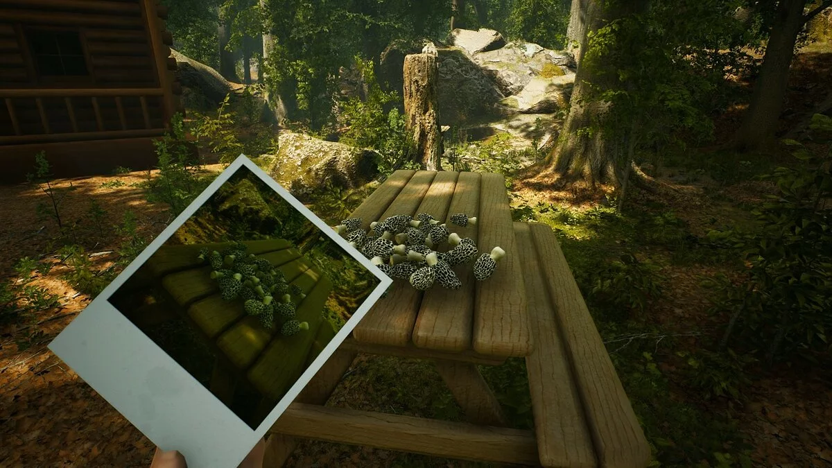 Скриншоты из Morels: The Hunt / Картинка 10