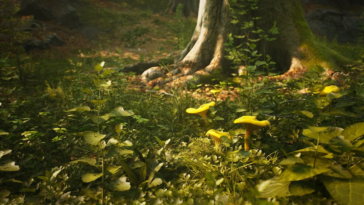 Скриншоты из Morels: The Hunt / Картинка 20