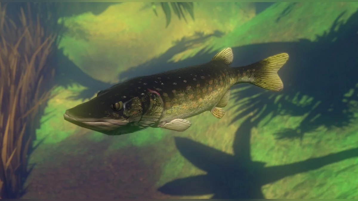 Скриншоты из Feed and Grow: Fish