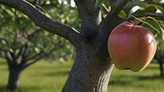 Challengers (1991) - дата выхода для Amiga