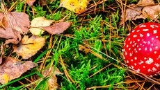 G-Nome - дата выхода для PC