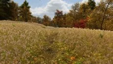 Walden, a game - дата выхода для Mac