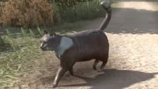 Peace Island - дата выхода для PC