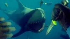 Raft похожа на Raft