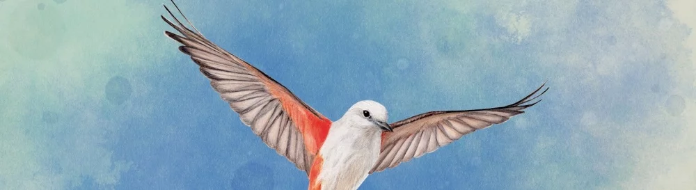 Купить WINGSPAN дешево, скидки до 90% 🏷️, сравнение цен в разных магазинах