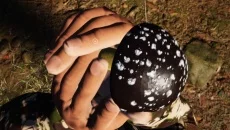 Mushroom Picker Simulator - игра в жанре Симулятор