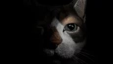 Etched Memories - дата выхода