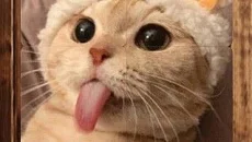 Healing Matching Puzzle - дата выхода для Android