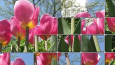 Dave's Tiles Puzzle - дата выхода для iOS