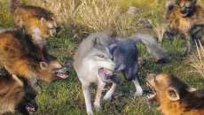 Wild Wolf Game - дата выхода для iOS