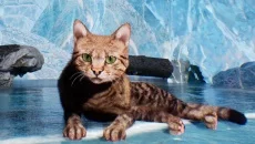 Super Cat Simulator - дата выхода для PC