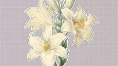 Plants Huddled Together - дата выхода