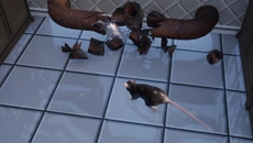 Rat Royal - дата выхода для PC