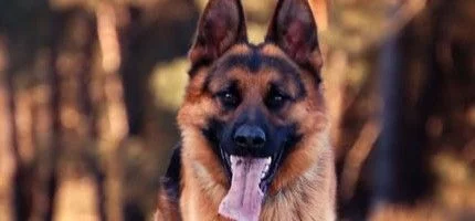 Создатель DayZ о пользе собак против зомби