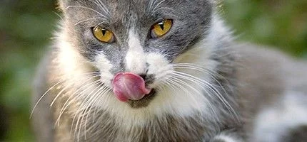 О музыке Mew-Genics