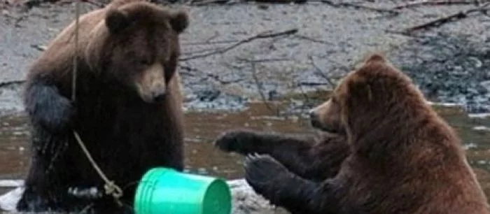 Симулятор медведя собрал необходимую сумму средств в Kickstarter