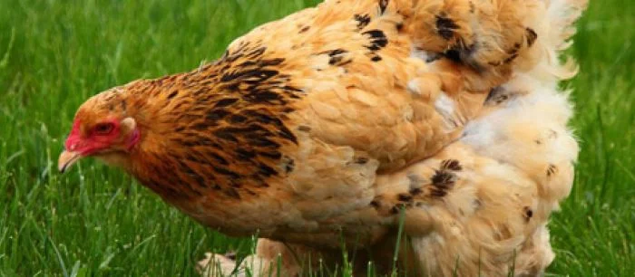 В GTA 5 можно превратиться в курицу