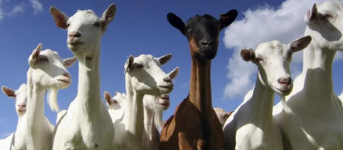 Для Goat Simulator анонсирован DLC по мотивам DayZ