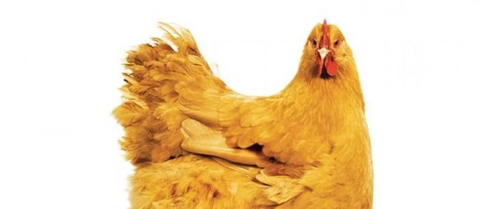 В новой Tomb Raider можно уничтожать врагов с помощью курочек