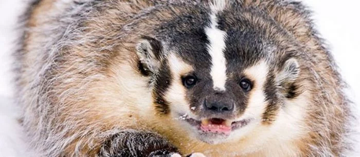 Самыми опасными хищниками в Far Cry: Primal будут барсуки